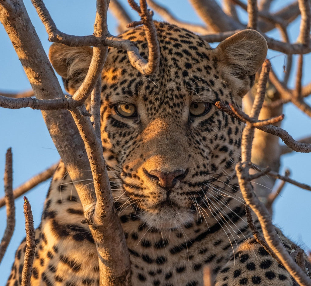 África do Sul - Kapama