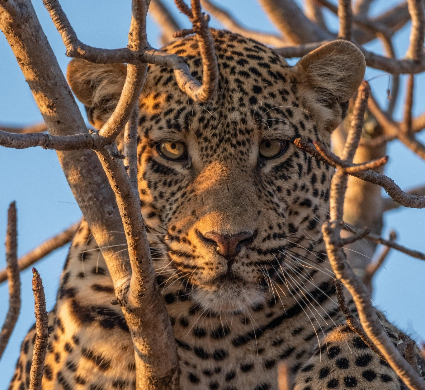 África do Sul - Kapama