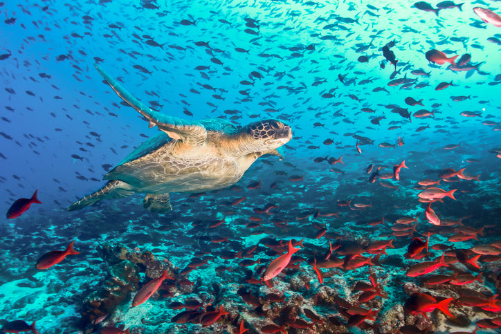 Galápagos Loop