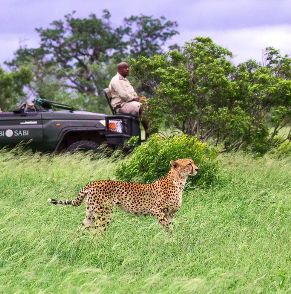 África do Sul - Sabi Sands