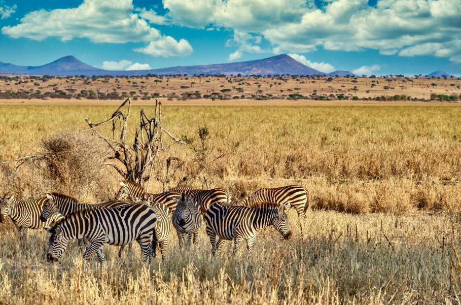 África do Sul - Karongwe