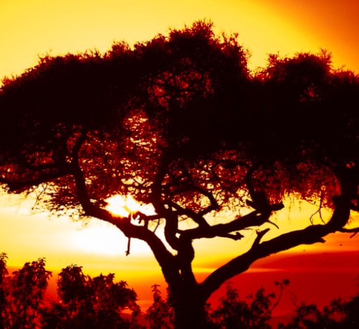 África do Sul - Karongwe