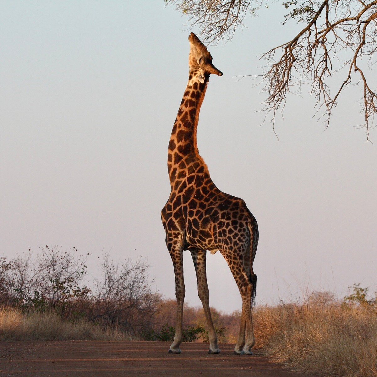 África do Sul - Chacma Bush Camp