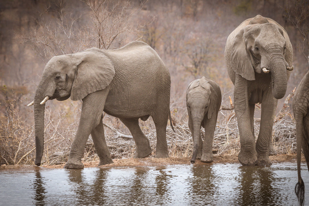 África do Sul - Chacma Bush Camp