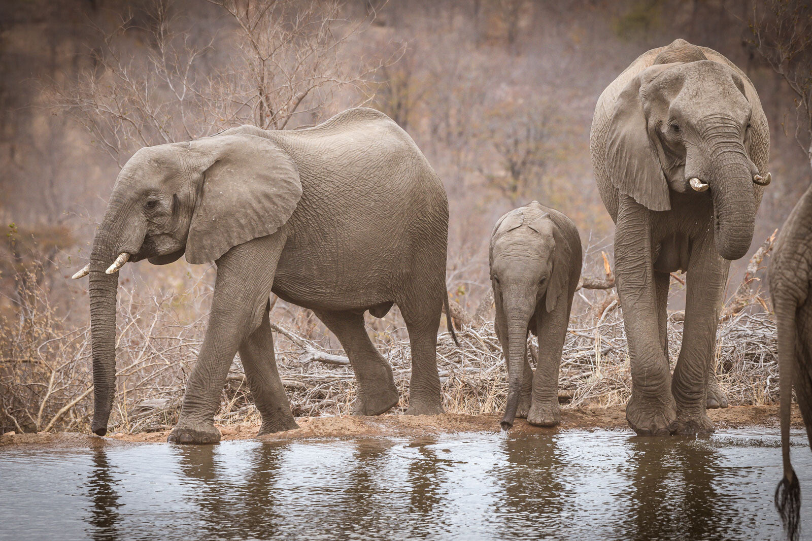 África do Sul - Chacma Bush Camp