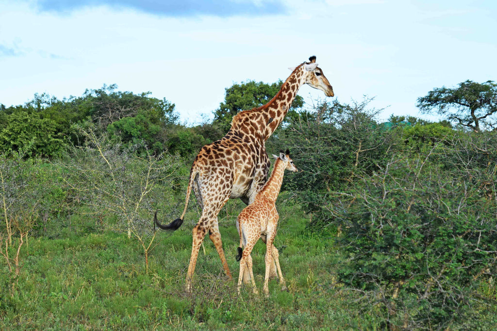 África do Sul - Kapama